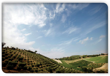 Immagine home