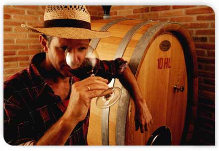 Immagine vini