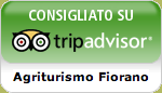 Trip Advisor